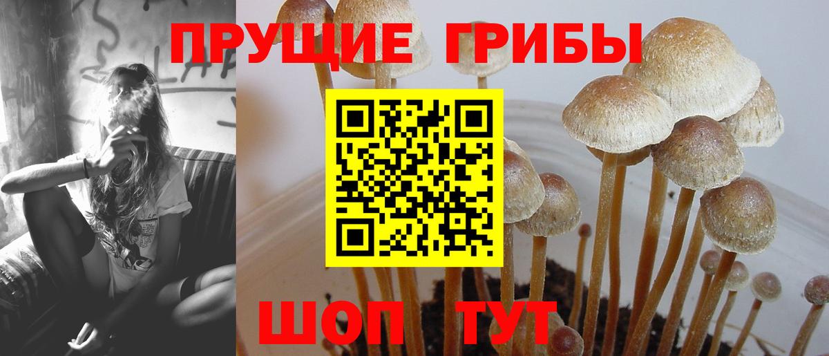 Кулебаки  Псилоцибиновые грибы прущие грибы  Псилоцибиновые грибы MAGIC MUSHROOMS  Вход с VPN 